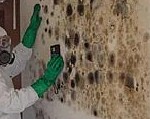 Mould Cleaning Products & Fungicides